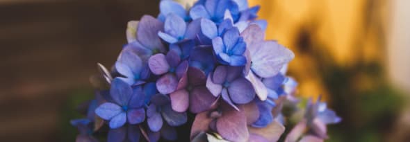 Think Blue: The Guide to Blue Flowers