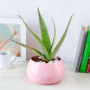 Gift Hello Aloe in Pink