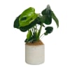 Perfect Monstera Online
